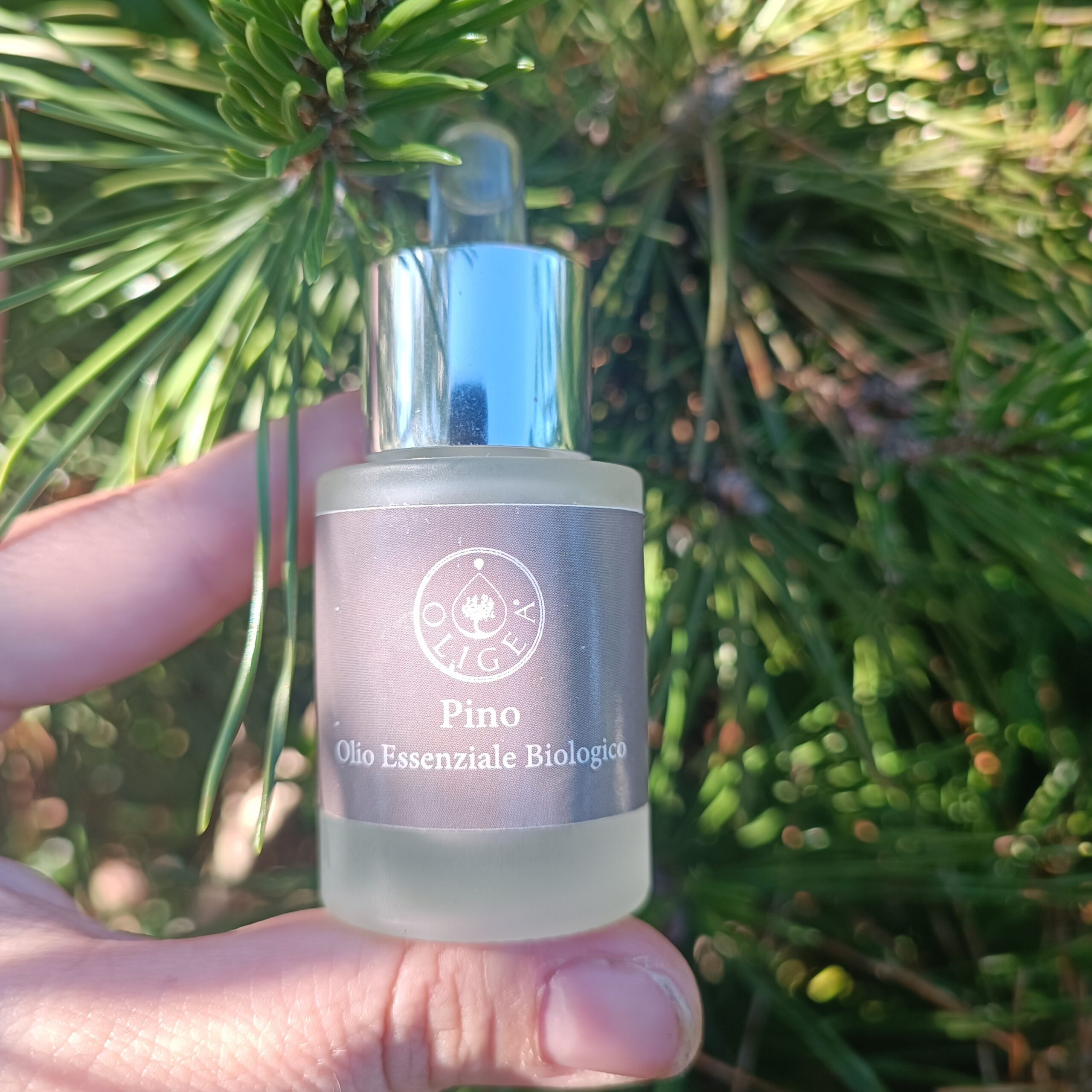 Olio Essenziale di Pino Biologico 15 ml – Oligea - immagine 2
