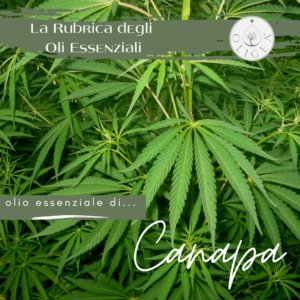Canapa: proprietà ed uso dell’olio essenziale