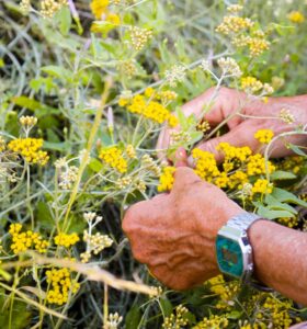 Elicriso tra magia, proprietà benefiche e benessere naturale (1)