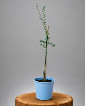 Pianta di Eucalipto Baby blue media Azienda Agricola Versil Green - Oligea