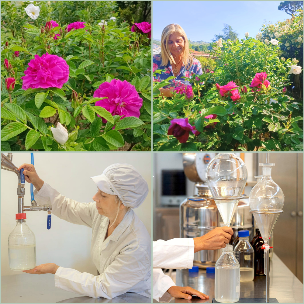 "idrolato di Rose Biologico Oligea – Tonico viso e contorno occhi naturale Distillato puro di rose rugose biologiche coltivate in Toscana e lavorate nei laboratori Oligea a Massarosa (LU). "