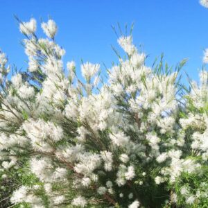 Tea Tree Oil Il Segreto Naturale di Oligea per Benessere e Bellezza (Storia, Usi e Consigli) (4)
