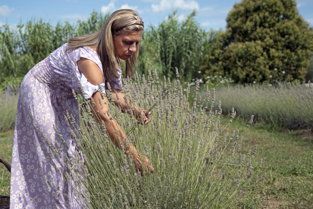 Elena Giannini raccoglie lavanda biologica in toscana ne Il Giardino di Manipura per oli essenziali professionali oligea