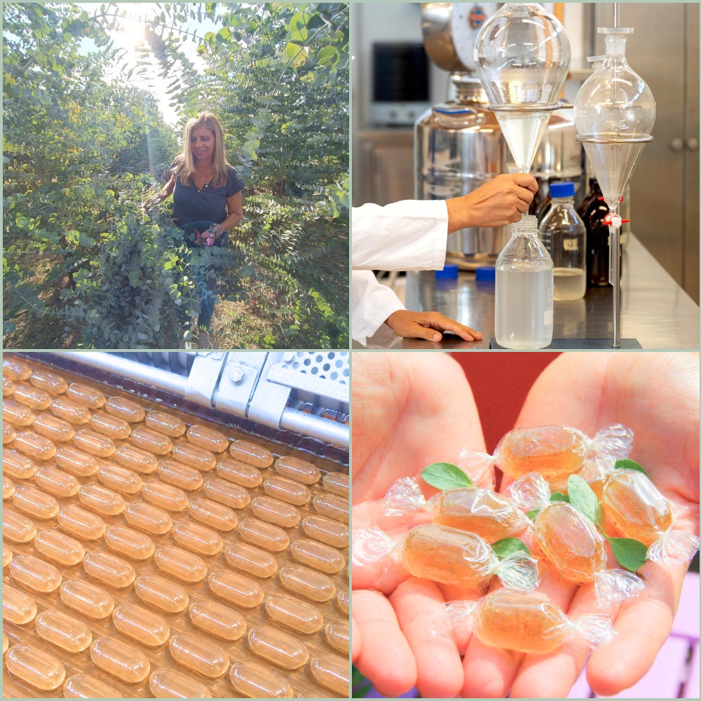 Filiera Caramelle Biologiche all’Eucalipto - Balsamiche Naturali – Eukamella di Oligea